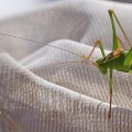 Speckled Bush Cricket (Leptophyes punctatissima) Alan Prowse